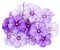 Drummond Phlox purple insulated