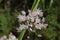 `Drummond`s Onion` flowers - Allium Drummondii