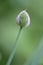 Drumstick Allium bud