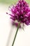 Drumstick Allium Flower Bloom