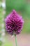 Drumstick Allium  - Single Flower Head