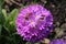 `Drumstick Primrose` flower - Primula Denticulata