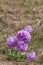 Drumstick primula (primula denticulata)