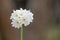 Drumstick primula, Primula denticulata alba, flowering white