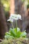 Drumstick primula, Primula denticulata alba, umbels of white flowers, plant in pot