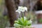 Drumstick primula, Primula denticulata alba, white flowering plant in pot