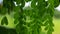 Drumstick tree, Moringa Tree Image. Natural Green Moringa leaves in the Garden, green background