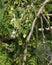 Drumstick vegetable hanging in its own tree