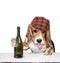 Drunk beagle dog with protruding tongue drinking