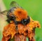 A drunken bumblebee got drunk on intoxicating nectar