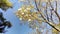 drunken stick in bloom. Ceiba speciosa