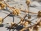 Dry Alternanthera sessilis plant flowers