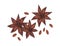 Dry aniseed or star anise. Composition of Chinese winter spice, badian with seeds. Realistic staranise. Hand-drawn