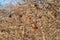 Dry apple, quince rotten fruit on the tree in orchard in North texas