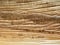 Dry Areca palm leaf texture