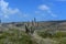 Dry Arid Climate with Cactus in Northern Aruba