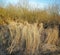 Dry arid grass on a swamp in an empty grassland in Norway in early spring. Nature landscape and background of