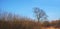 Dry or arid land an empty Denmark swamp in early spring. Uncultivated farmland and a tree without leaves with a blue sky