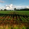 Dry and arid land with failed crops due to climate change and global warming.