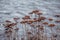 Dry autumn flowers on the background of a gray river on a cloudy day