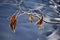 Dry autumn leaf in snowy frost on a snowy background.