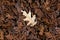 Dry autumn leaves background with one golden bright oak leaf on top. Special choise concept.