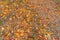 Dry autumn leaves on the forest floor ground backdrop droughty background. Red maple leaves or fall foliage in colorful autumn