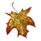 Dry autumn maple leaf watercolor illustration. Close up hand draw maple tree element. Bright autumnt foliage object.