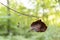 Dry autumn oak leaf hanging on a cobweb in park.