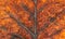 Dry autumn tulip tree leaf background