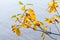 Dry autumnal yellow leaves macro