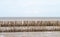 Dry bamboo breakwater.