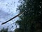 Dry bamboo leaf and raindrop on window glass with blurred of dark big tree and cloudy sky in rainy season.