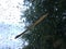 Dry bamboo leaf and raindrop on window glass with blurred of dark big tree and cloudy sky in rainy season.