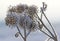 Dry barb of a burdock of fanciful shape covered with snow crystals