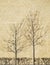 Dry bare lonely tree shadow on concrete wall textured neutral beige color background empty copy space for your text here