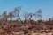 Dry bare tree on the shores of pink salt lake Kenyon. Native Aus