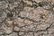 Dry Barren Scorched Soil Cracked Rough Desolate Grunge Surface