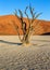 Dry beautiful tree on the background of the dunes with a beautiful texture of sand. Africa. Landscapes of Namibia. Sossusvlei.