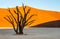 Dry beautiful tree on the background of the dunes with a beautiful texture of sand. Africa. Landscapes of Namibia. Sossusvlei.