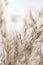Dry beige color reed grass heads with fluffy buds on light background macro