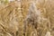 The dry beige grass, ears of corn, close up, autumnal natural background