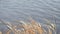 Dry beige reed on gray river water background. Winter Lakeshore. Abstract natural video. Dry river grass swaying on wind