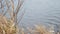 Dry beige reed on gray river water background. Winter Lakeshore. Abstract natural video. Dry river grass swaying on wind