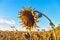 Dry bent sunflower in the autumn field