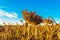 Dry bent sunflower in the autumn field