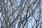 Dry black bush branches on blue sky background. Forest plantations, wasteland. Background from branches