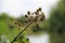 Dry blackberry tree branch isolated with a lake background