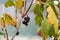 Dry blackcurrant fruits on a branch