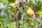 Dry blackcurrant fruits on a branch